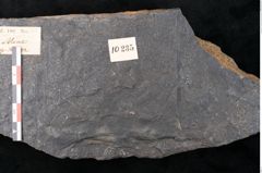 Foto (Detailansicht) von Flabellaria sublongirhachis Ettingshausen (NHMW-GEO-2024-0188-10235)